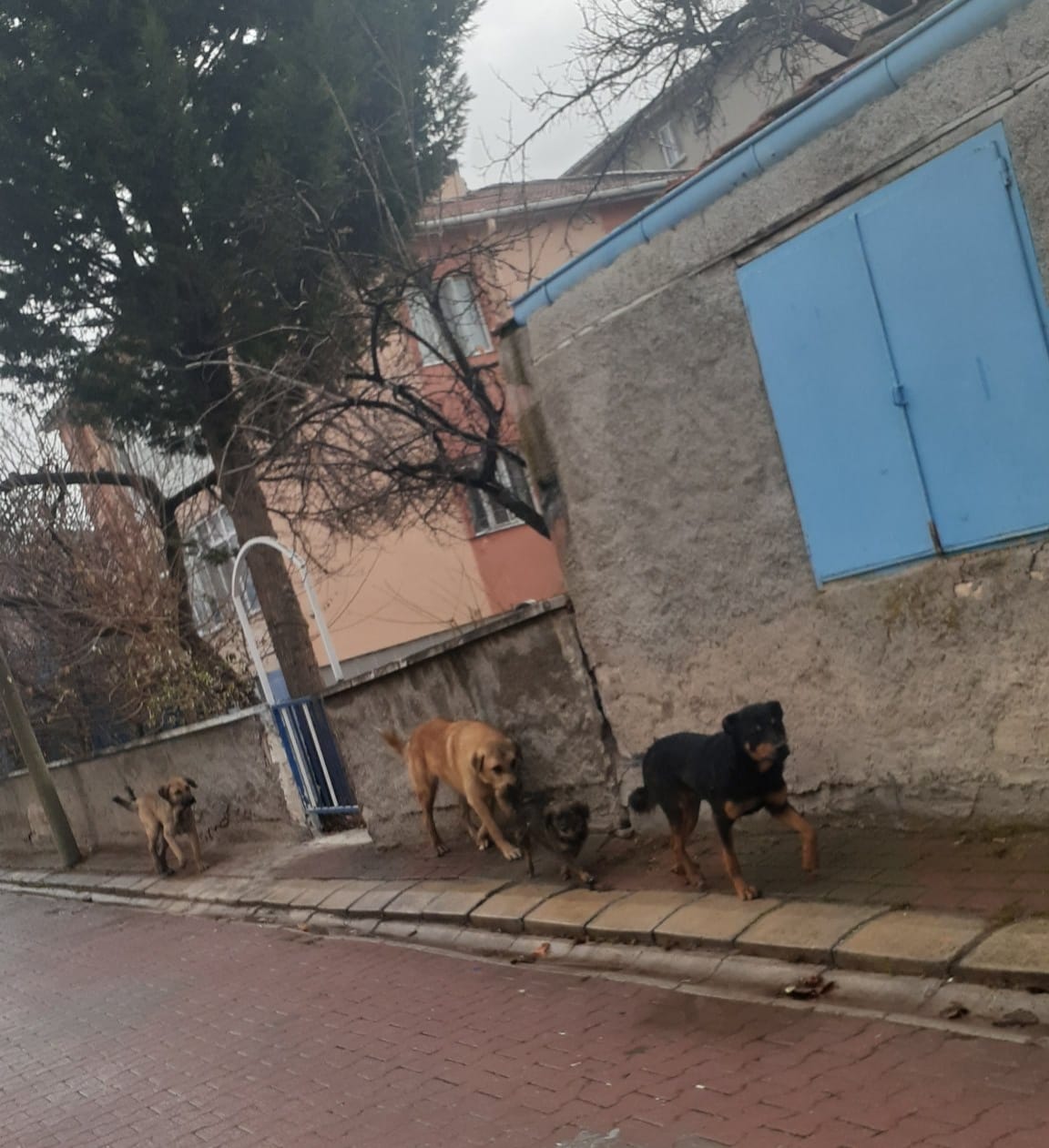 Afyonkarahisar'da sokak köpeği sorunu: Vatandaşlar çözüm bekliyor