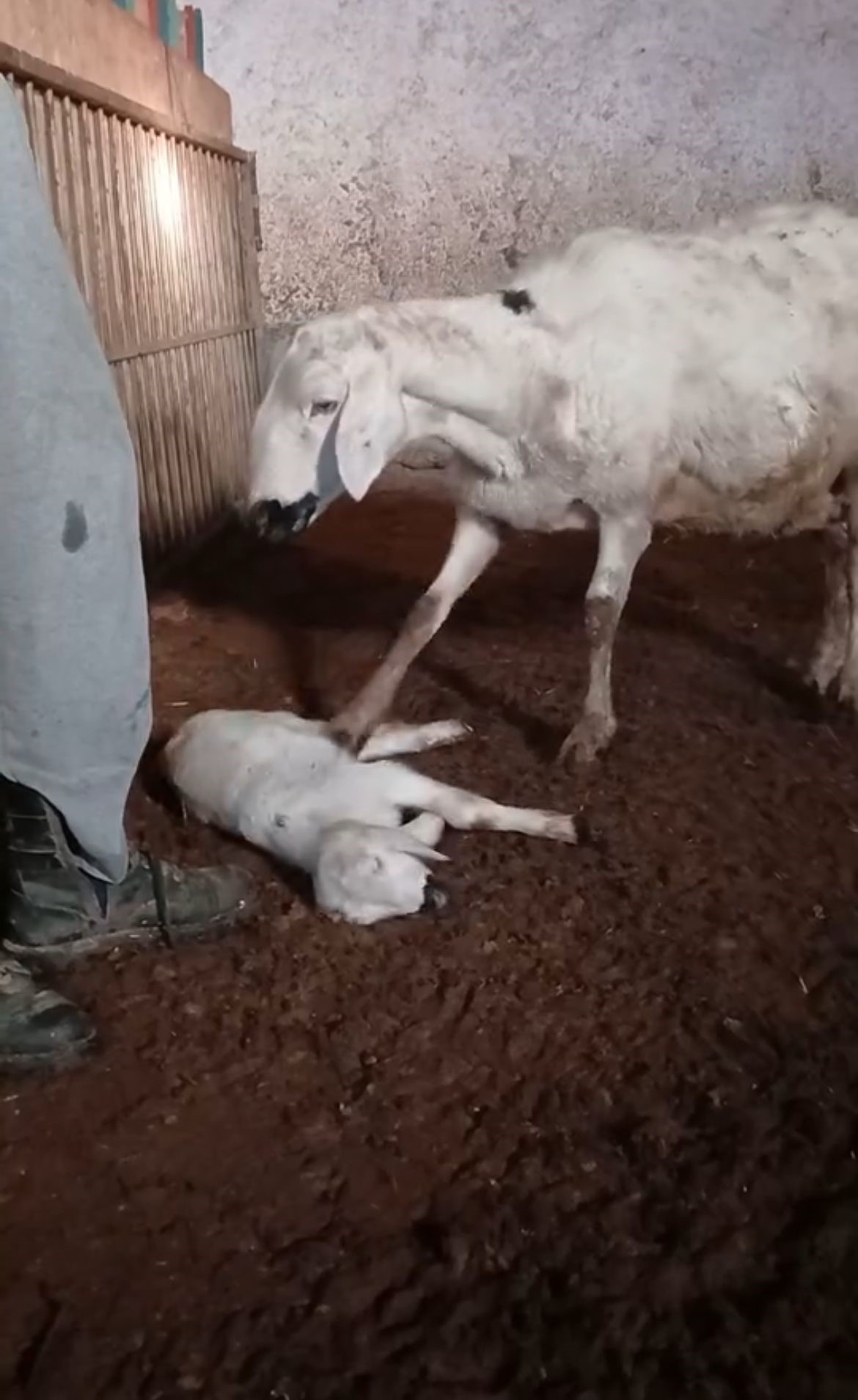 Koyun, ölen yavrusunu masaj yaparak kurtarmaya çalıştı