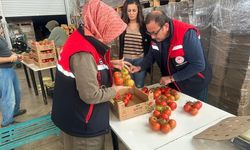 Afyon domates ihracatında rekor kırıyor!