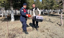 Afyon’da vatandaşların bulduğu yaralı kızıl şahin koruma altına alındı