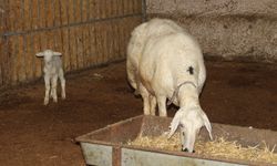 Koyun, ölen yavrusunu masaj yaparak kurtarmaya çalıştı