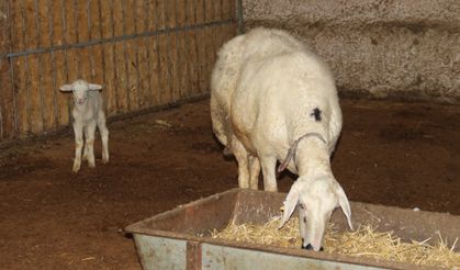 Koyun, ölen yavrusunu masaj yaparak kurtarmaya çalıştı