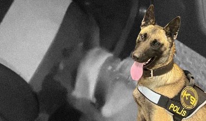 Afyon’da narkotik köpeği affetmedi: Koltuktaki gizli zulayı ortaya çıkardı!