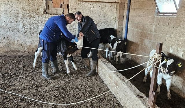 Büyükbaş ve Küçükbaş hayvanlara Aşılama Çalışması