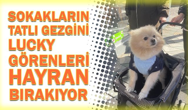 Sokakların tatlı gezgini: Lucky görenleri kendine hayran bırakıyor