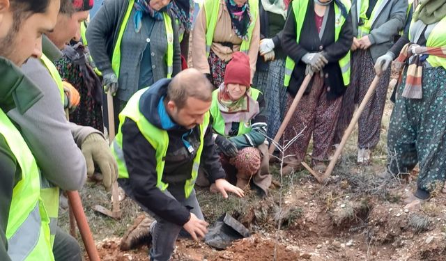 Hisarcık'ta 43 bin 300 fidan toprakla buluştu