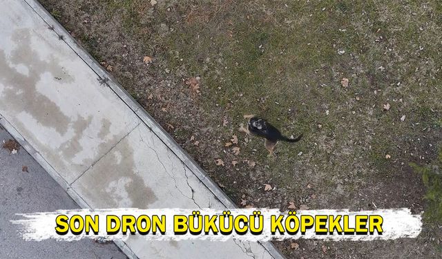 Son dron bükücü köpekler!