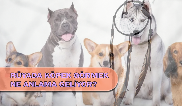 Rüyada Köpek Görmek Ne Anlama Geliyor?